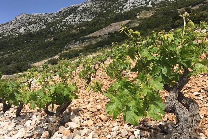 Classic Tour with Wine Tastings from Dubrovnik - Price and time: what $235.89 really covers