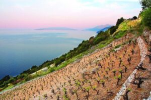 Classic Tour with Wine Tastings from Dubrovnik - Pelješac Peninsula: up to three wineries plus scenery and olive oil