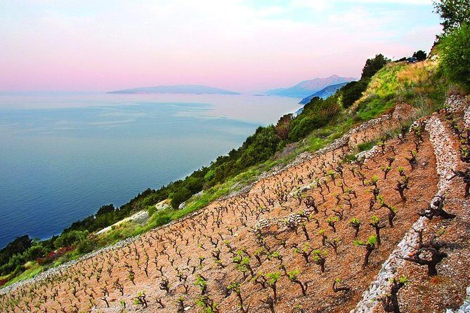 Classic Tour with Wine Tastings from Dubrovnik - Pelješac Peninsula: up to three wineries plus scenery and olive oil