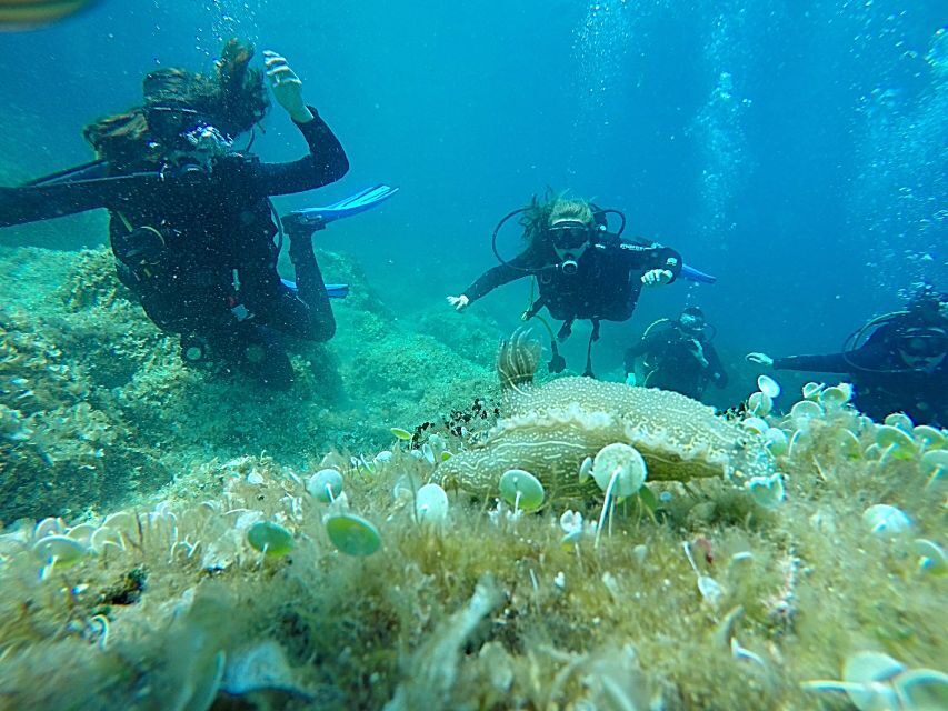 Dubrovnik: 1-Day Discover Scuba Diving Course - Key highlights worth knowing
