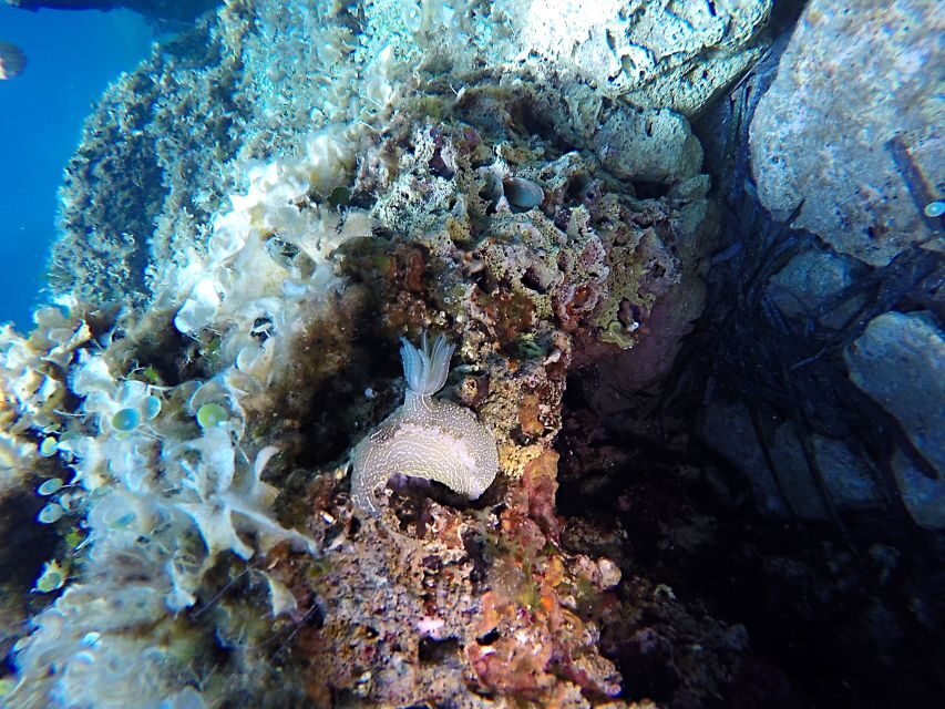 Dubrovnik: 1-Day Discover Scuba Diving Course - Blue Planet and Dubrovnik Palace: Your Easy Start