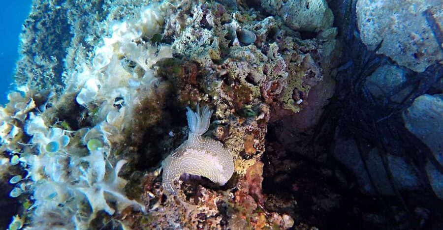 Dubrovnik: 1-Day Discover Scuba Diving Course - Two Underwater Sessions in the Adriatic: What You’ll Notice