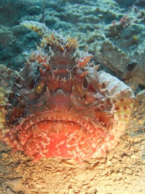 Dubrovnik: 1-Day Diving Package - Boat-based underwater time: Bezdan, wrecks, Lokrum, and Grebeni caves