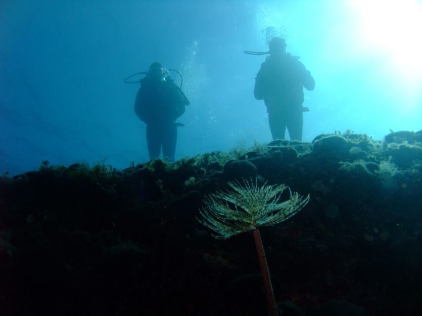 Dubrovnik: 1-Day Diving Package - Equipment, weighting, and cold water: the small stuff you should get right