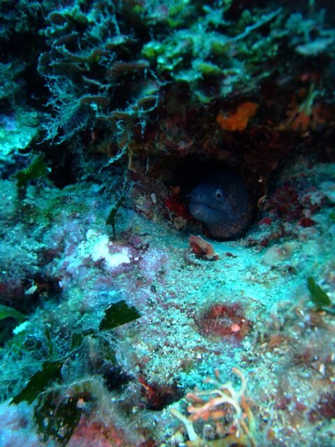 Dubrovnik: 1-Day Diving Package - The schedule: how you get two sessions without the chaos