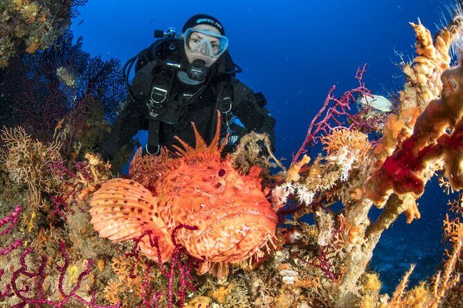Dubrovnik 1 Dive for Certified Divers - Price Check: Is $96.33 Good Value Here?