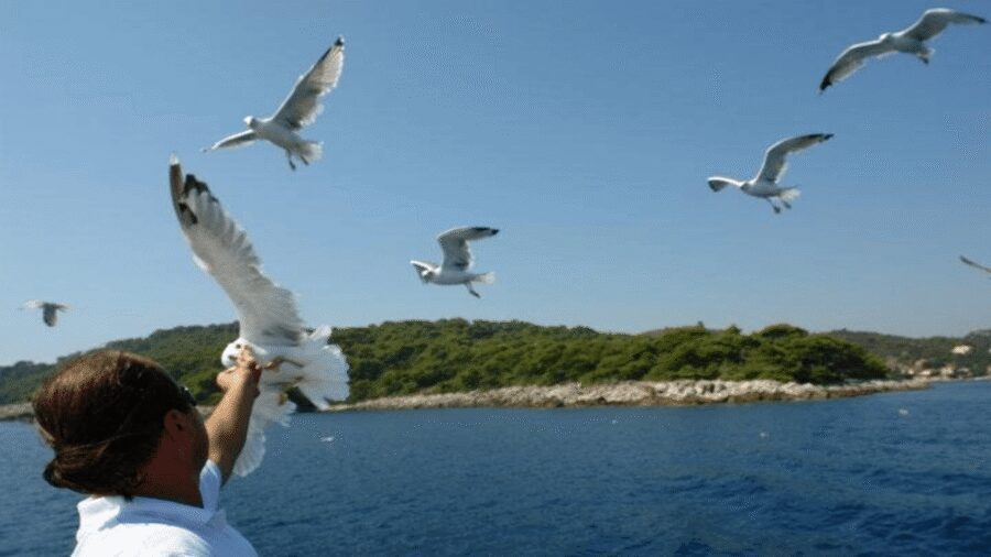 Dubrovnik: Elaphiti Islands Boat Cruise with Lunch & Drinks - Šunj Lagoon Beach: The Swim Option That’s Worth Planning For