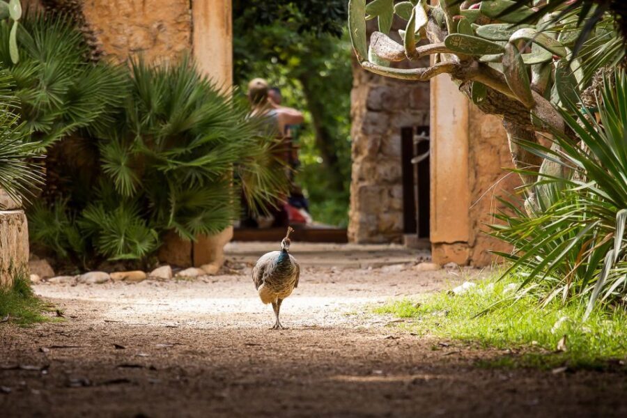 Dubrovnik: Game of Thrones&Lokrum Island Walking Tour - Key things I’d circle in the Dubrovnik Game of Thrones tour