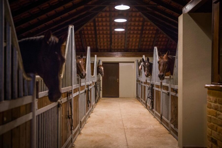 Dubrovnik Kojan Koral: Horseback Riding - Practical Tips: What to Bring (and What to Leave Behind)