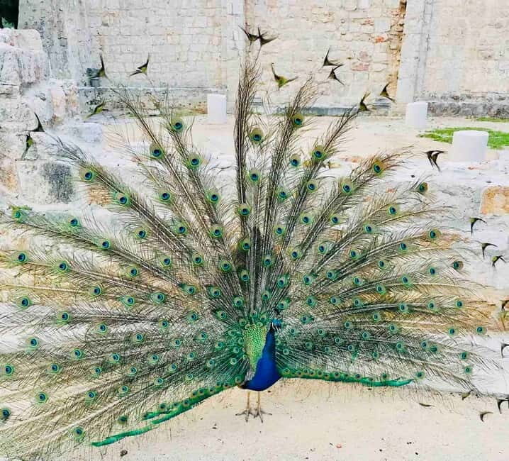 Dubrovnik or Cavtat: Lokrum Island and Betina Cave Boat Tour - Lokrum Island walking: gardens, monastery, peacocks, and the Mrtvo More
