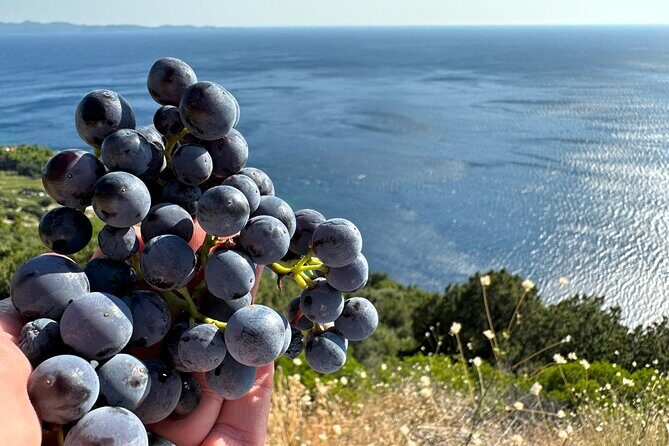 Dubrovnik Private Wine Tasting Tour to Peljesac Peninsula - Guides, Flexibility, and How This Tour Feels in Real Life