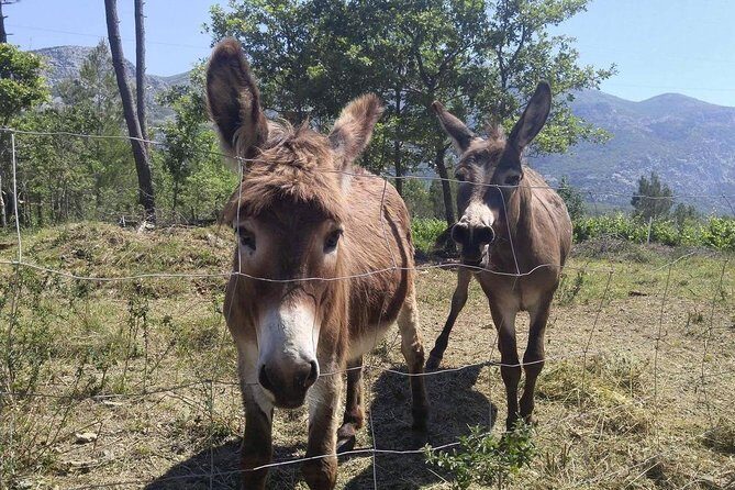 Flavours of Konavle: Wine, Food & Village Life Experience - Why this Konavle day trip feels different than a quick Dubrovnik outing
