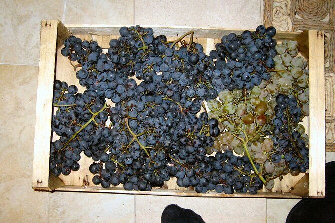 Half Day Tour - Deep and Dark Red Wine of Pelješac - Pelješac Wine Cellars: Tastings Included, But Not Always Red-Only