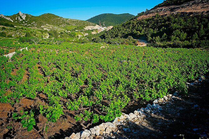 Half Day Tour - Deep and Dark Red Wine of Pelješac - Getting From Dubrovnik: Pickup and the Pace You’ll Actually Feel