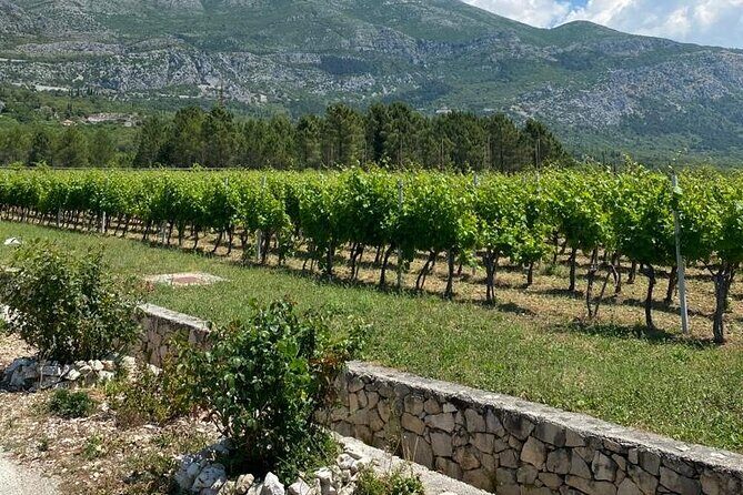 Half-Day Wine and Food Tasting from Dubrovnik - Who this Dubrovnik wine and food tasting is best for