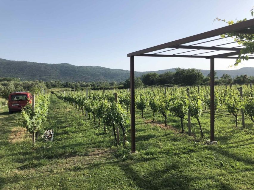 Konavle Valley: Private Half-Day Tour with Wine Tasting - Vineyard Brunch: Cheese, Bacon, Bread, and Real-Time Satisfaction