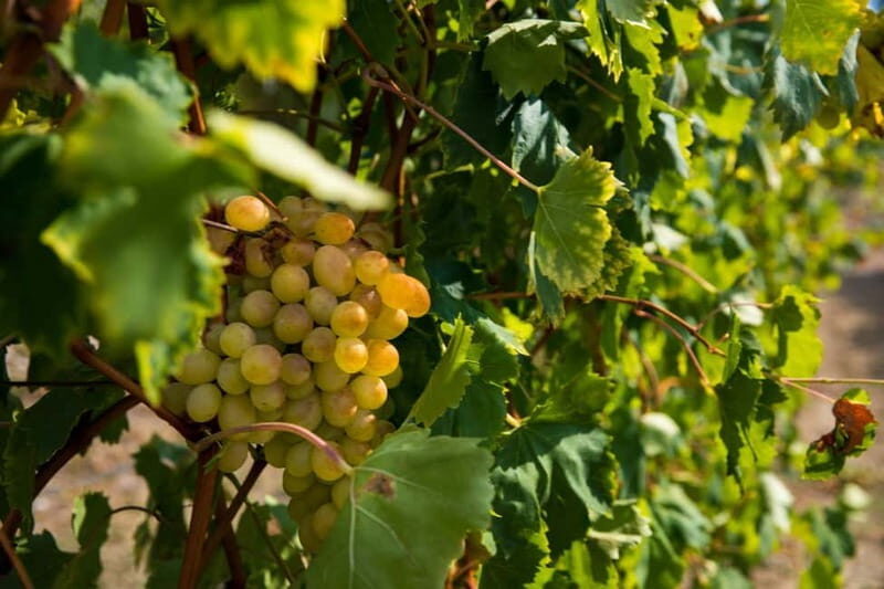 Konavle Valley: Tour with Wine Tasting from Dubrovnik - A short train ride through Konavle vineyards