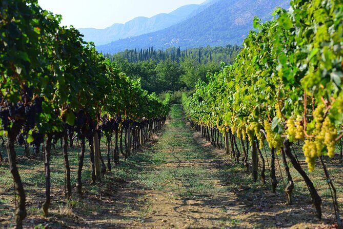 Korčula & Ston: Island Charms, Pelješac Delights & Wine Tasting - Pelješac Road Trip Feel: Vineyards, Olive Groves, and Your Guide’s Role