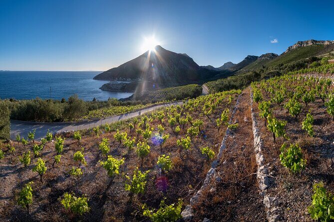 Korčula & Ston: Island Charms, Pelješac Delights & Wine Tasting - Pelješac Wine Tasting: Plavac Mali and a Local Winery Stop