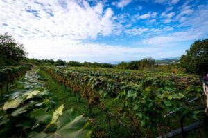 Olive farm & village - Walking the olive groves: terraces, oak forest, and a slow pace