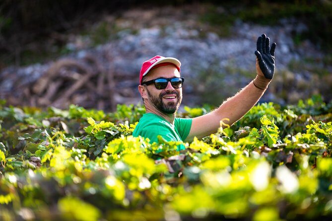 Olive farm & village - Price and value: what $84.10 really buys you