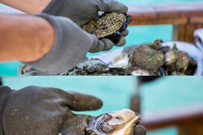 Oyster farm experience / Private day trip from Dubrovnik - Price and value: what the $258.30 per person actually buys