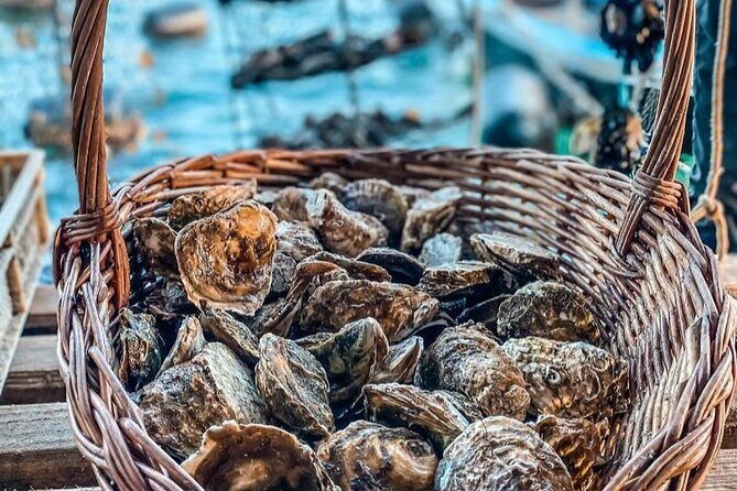 Oyster farm experience / Private day trip from Dubrovnik - Timing, weather, and making the day feel relaxed