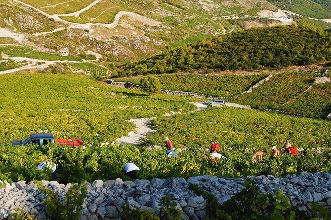 Oysters & Wine Tour From Dubrovnik (Small Group) - What you actually eat and taste: wines, cheese, olive oil, oysters, mussels