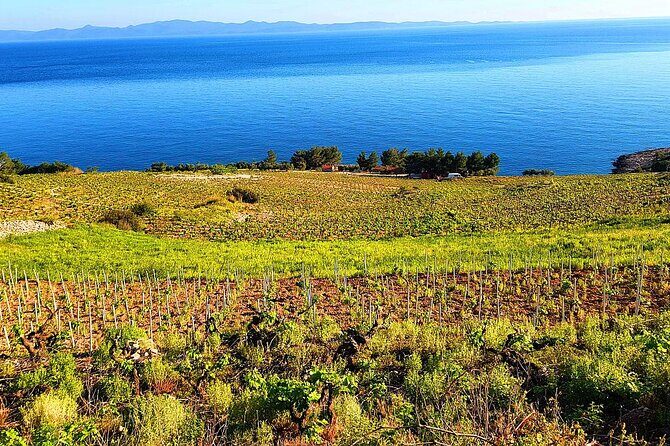 Peljesac and Ston Private Wine Tour with Tastings from Dubrovnik - Ston medieval walk: walls, salt panes, and coffee time
