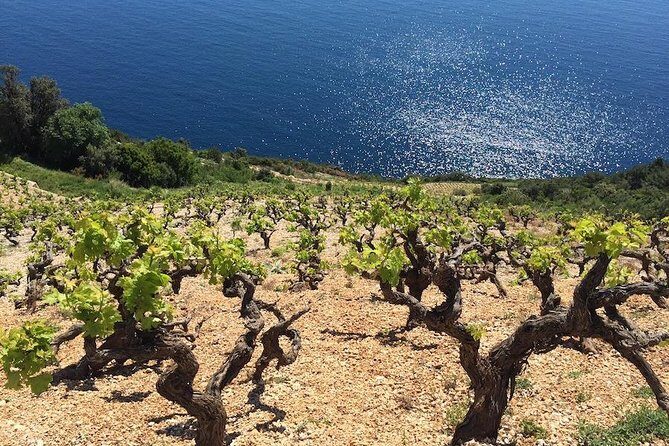 Peljesac and Ston Private Wine Tour with Tastings from Dubrovnik - Dubrovnik pickup and the road trip feel