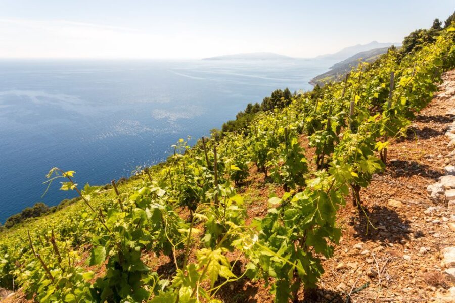 Pelješac Full-Day Wine and Food Tour from Dubrovnik - Key highlights I’d build your day around