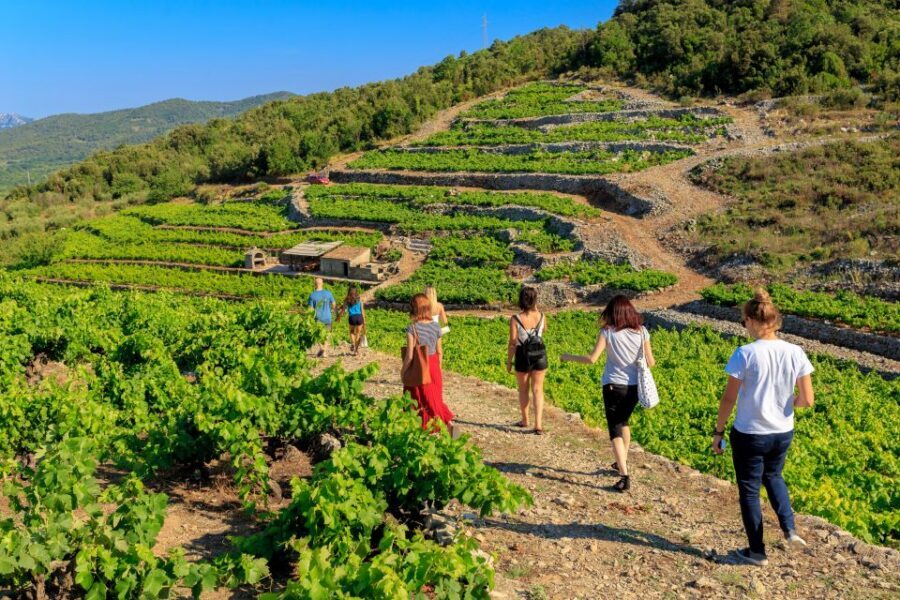 Pelješac Full-Day Wine and Food Tour from Dubrovnik - Pelješac’s vineyard slopes: Plavac Mali and Dingac in real terrain