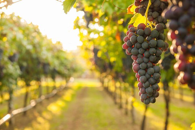 Peljesac Peninsula Wine Tasting Luxury Tour from Dubrovnik - Peljesac From Dubrovnik: Why this day feels like a real trip