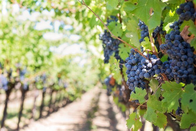 Peljesac Peninsula Wine Tasting Luxury Tour from Dubrovnik - Group size and comfort: private does not mean careless