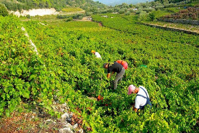 Peljesac Vineyards & Oysters - Private Day Trip from Dubrovnik-Mercedes Vehicle - Price and value: what $600.79 per group really buys
