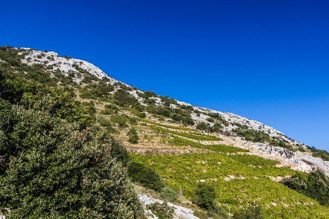 Peljesac Wine & Ston Oysters PRIVATE HALF DAY SHORE TOUR - Ponikve Winery Stop: Plavac Mali in Context (Not Just in a Glass)