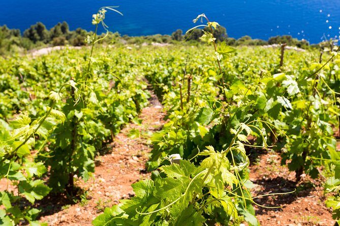 Peljesac&Ston Small-Group Food & Wine Experience from Dubrovnik - Oysters and wine country: what this day trip is really about