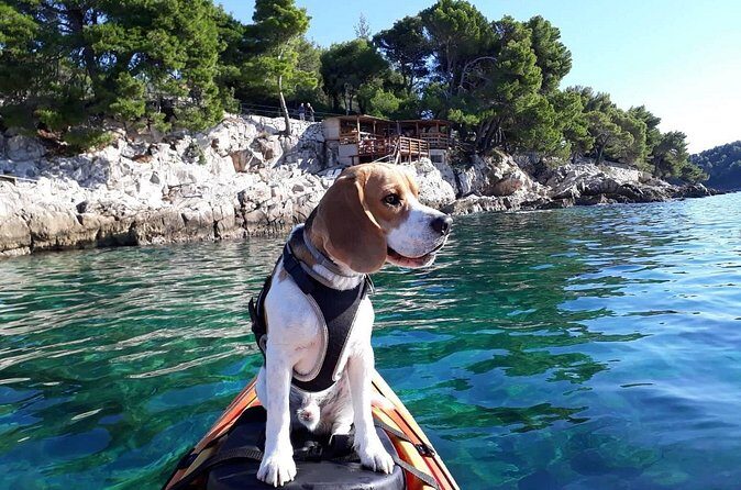 'Pomalo' Guided Sea Kayaking Tour in Cavtat - First Stretch on the Water: Harbor Views and Early Confidence