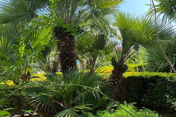 Private Game of Thrones Tour with King's Landing Garden - Stop 1: Trsteno Arboretum and the King’s Landing Garden Escape