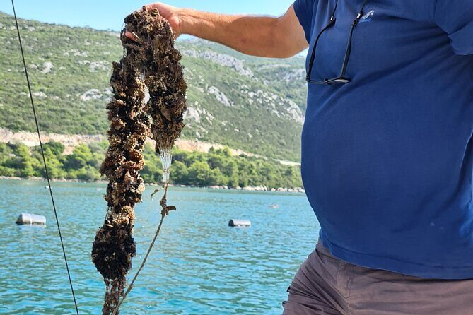Private Oyster and Wine Tasting Day Trip along Peljesac - Ston City Walls to Mali Ston: Walk a Little, See a Lot