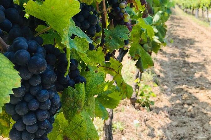 PRIVATE Wine Tour to Konavle country side - From Dubrovnik to Konavle: what the private ride really buys you