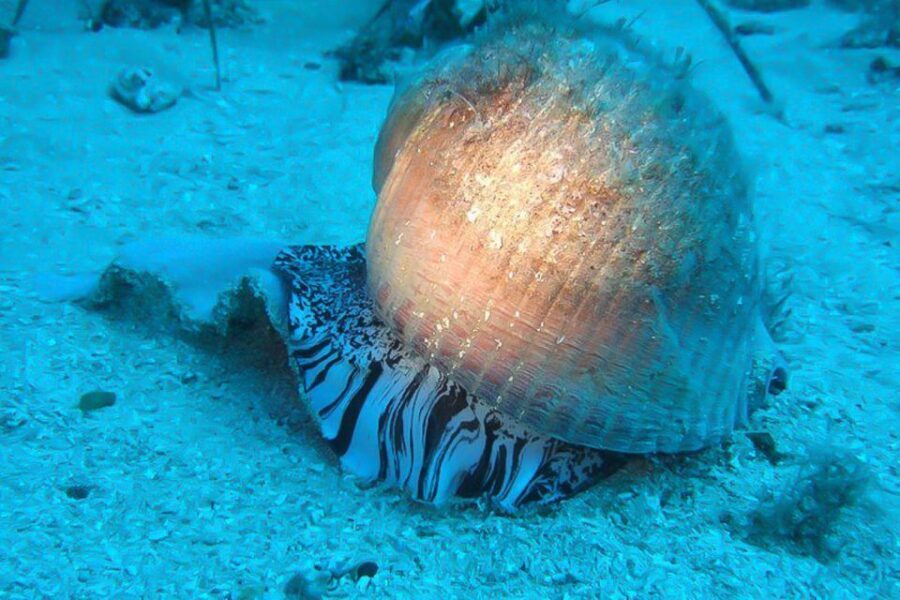 Scuba Diving in Dubrovnik: 1 Dive for Certified Divers - Key Things I’d Focus On