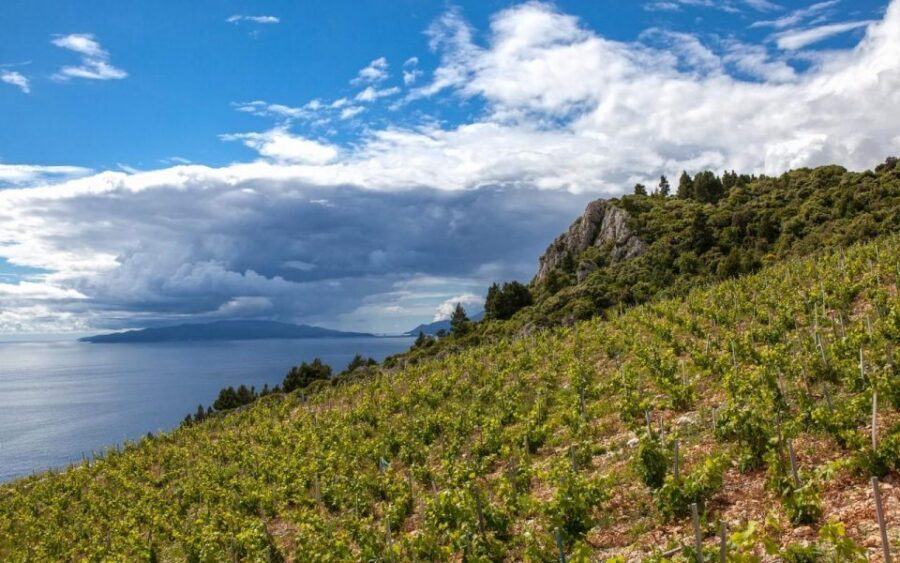 Ston and Korcula Island Day Trip from Dubrovnik with Wine - Pelješac Winery Stop: What the Included Tasting Is Really Like