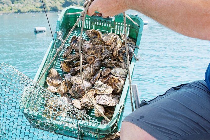 Ston Gastro Tour - Guides and Local Touch: When It Clicks, You Get More Than Food