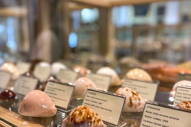 Visit Shell Museum Cavtat - Key Things To Know Before You Go