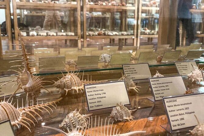 Visit Shell Museum Cavtat - Shell Museum Cavtat: A Smart Stop for Dubrovnik Airport Days