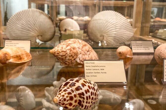 Visit Shell Museum Cavtat - The Seashell Collection: 3,500+ Species and Clear Labels