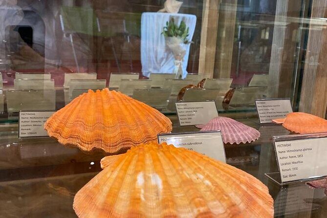 Visit Shell Museum Cavtat - Small Group Size, English Tour, and a Calm Pace