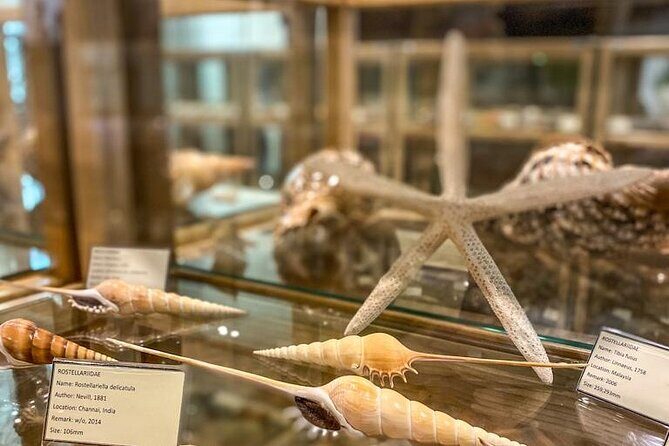 Visit Shell Museum Cavtat - Inside Glossus Humanus: What the Guided Visit Feels Like