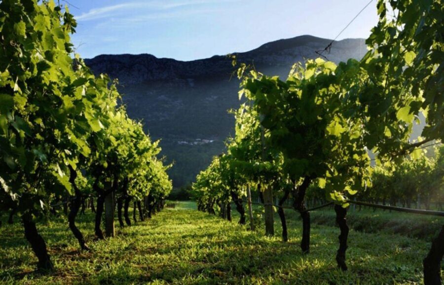 Wine Lover's Tour from Dubrovnik - Why Pelješac Winery Country Is Worth the Trip from Dubrovnik